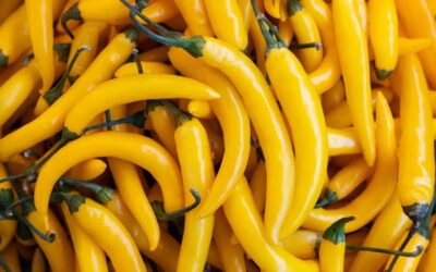 Ají Amarillo Biberi Özellikleri