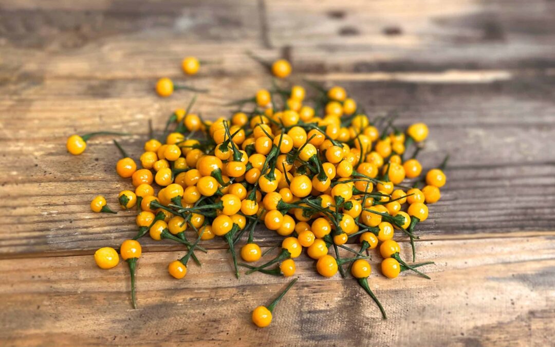 Aji Charapita Biberi Acı mı? Kaç Scoville?