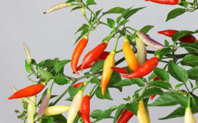Aji Omnicolor biberi Kaç Scoville? Özellikleri