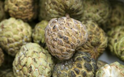 Annona Cherimola Nedir?