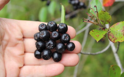 Aronya Nedir? Aronia Faydaları Neler?