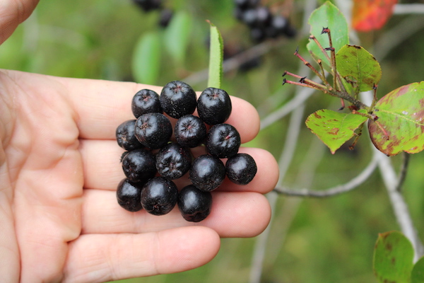 Aronya Nedir? Aronia Faydaları Neler?