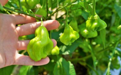 Capsicum Baccatum Aji Biberi Özellikleri