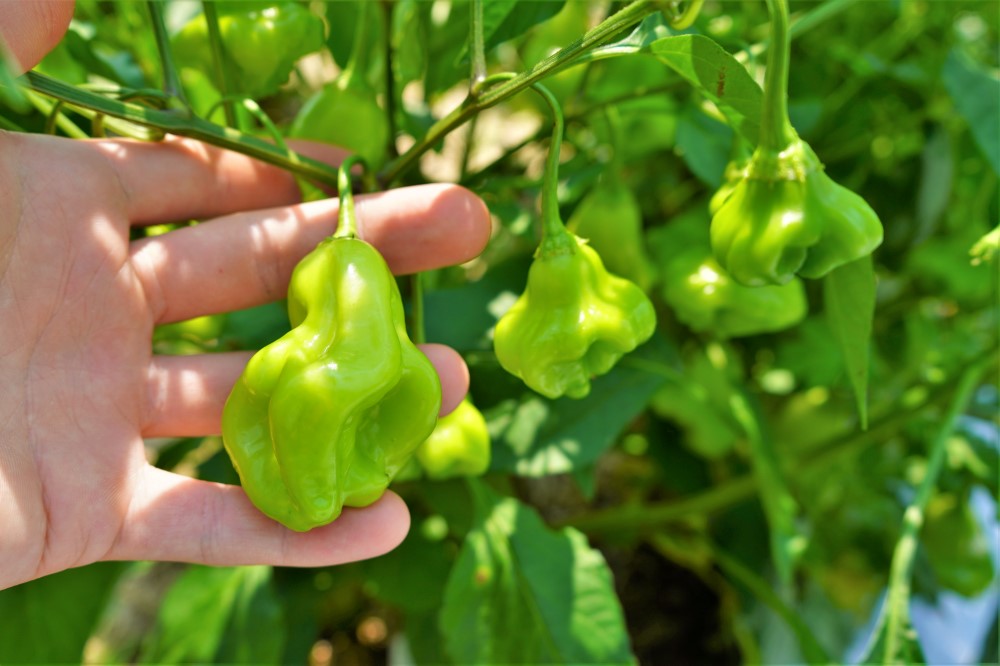 Capsicum baccatum aji biberi özellikleri