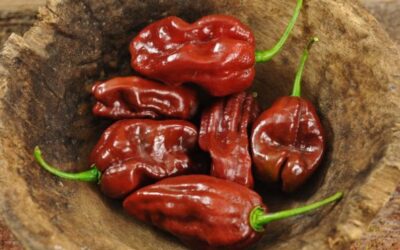 Chocolate Habanero Biberi (Çikolata Biberi) Özellikleri