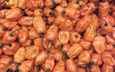 Habanero Biberi Kaç Scoville? Habanero Sos Tarifi