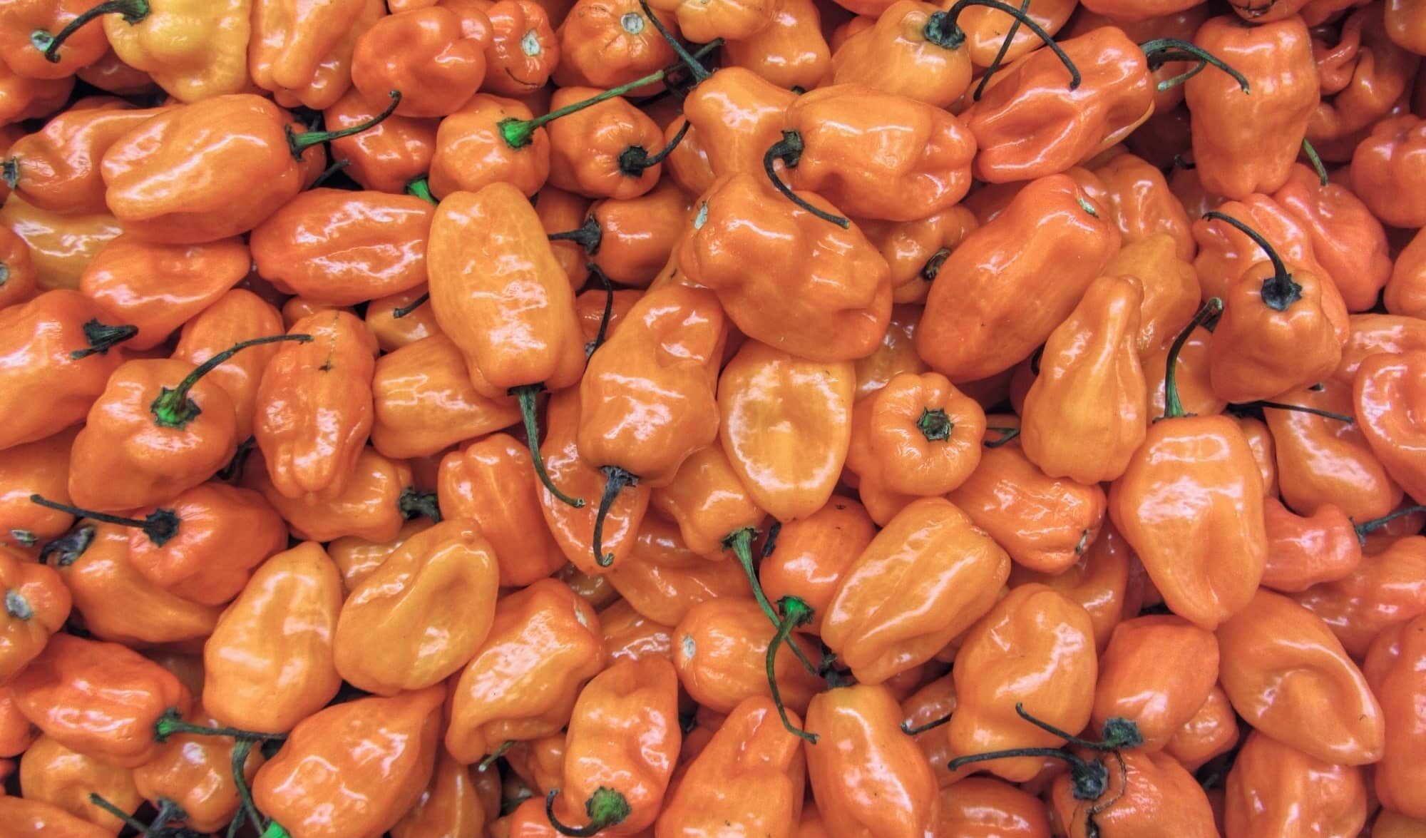 Habanero Biberi sosu