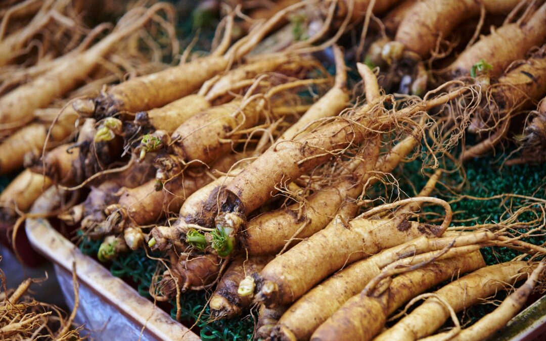 Panax Ginseng Ekstresi Nedir?