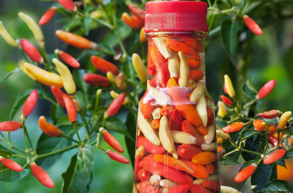 Tabasco Biberi Kaç Scoville? Özellikleri