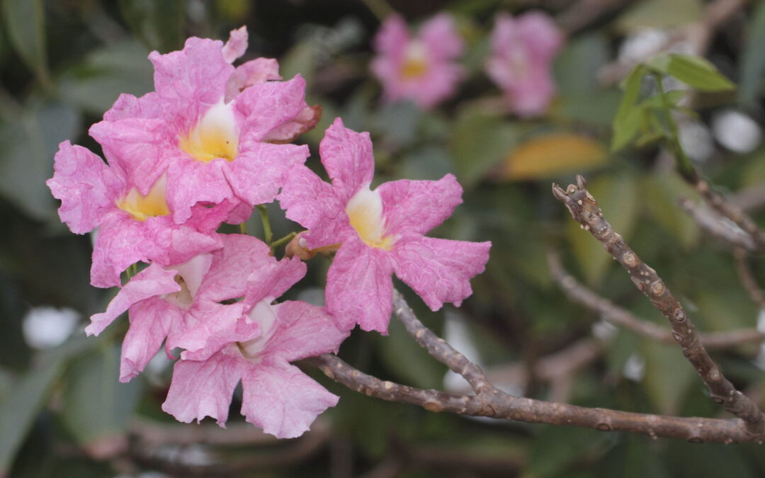 Tabebuia Nedir? Tabebuia Faydaları Neler?