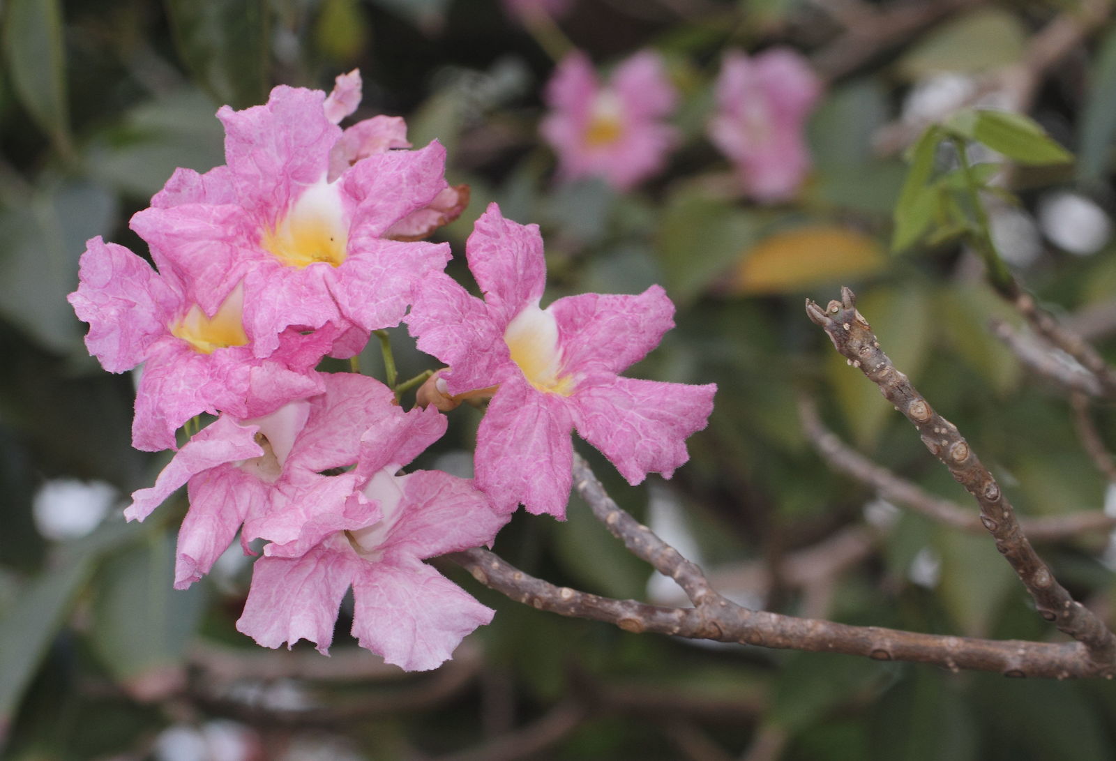 Tabebuia faydaları