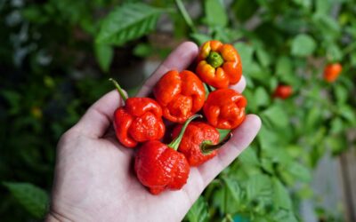 Trinidad Moruga Scorpion Pepper Kaç Scoville? Özellikleri