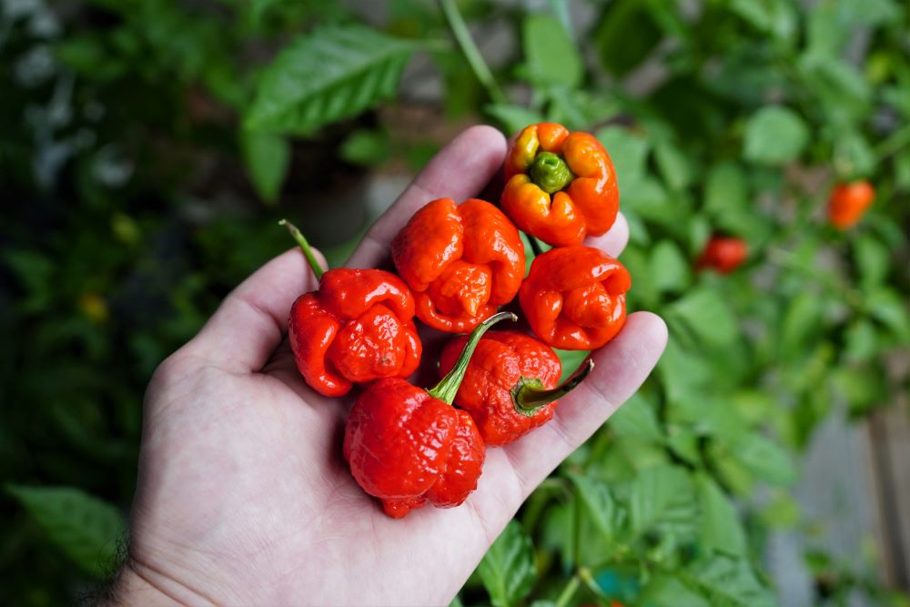 Trinidad Moruga Scorpion Pepper