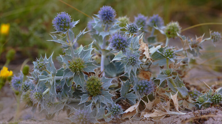 Eryngium campestre boğa dikeni nasıl kullanılır