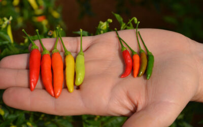 Capsicum Frutescens Biberi Özellikleri