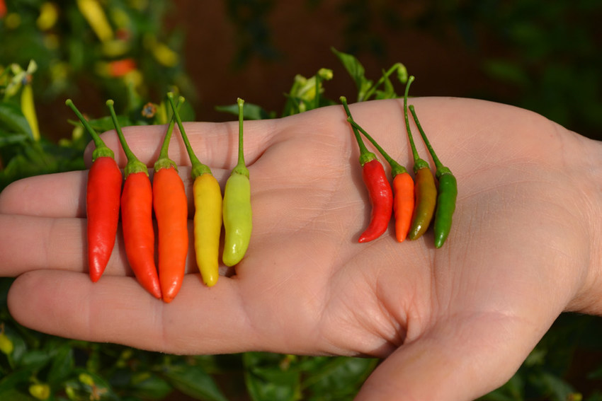 capsicum frutescens biberi acı mı