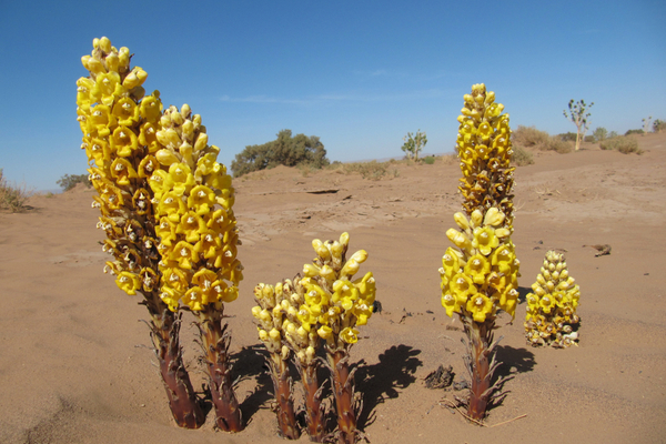 Cistanche tubulosa libido