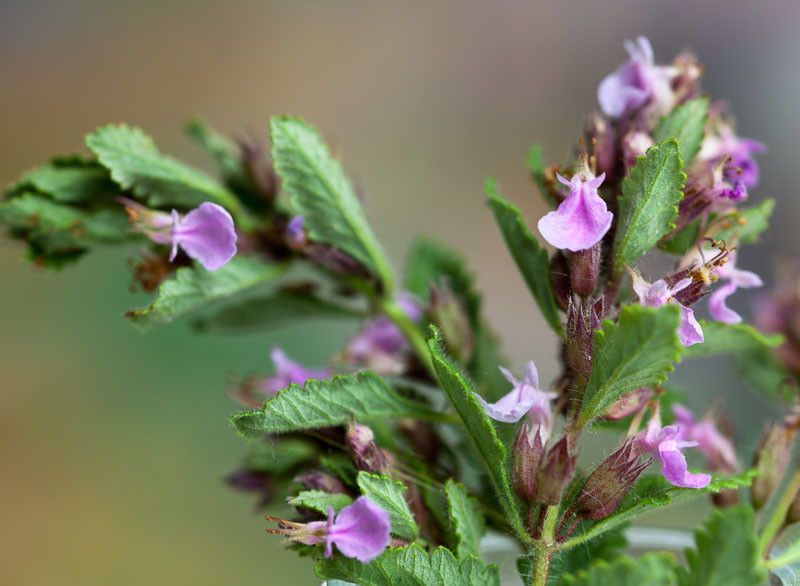 teucrium chamaedrys dalak otu faydaları