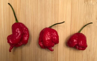 Dragon’s Breath Biberi Kaç Scoville?
