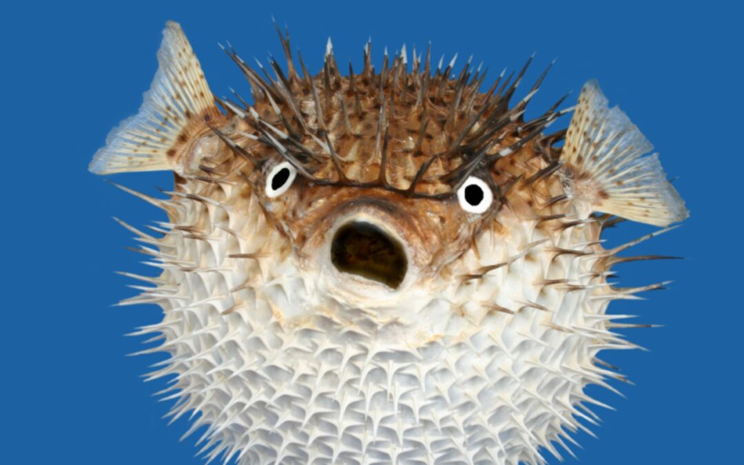 fugu balığı nedir