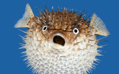 Fugu Balığı Nedir? Fugu Balığı Zehirli mi?