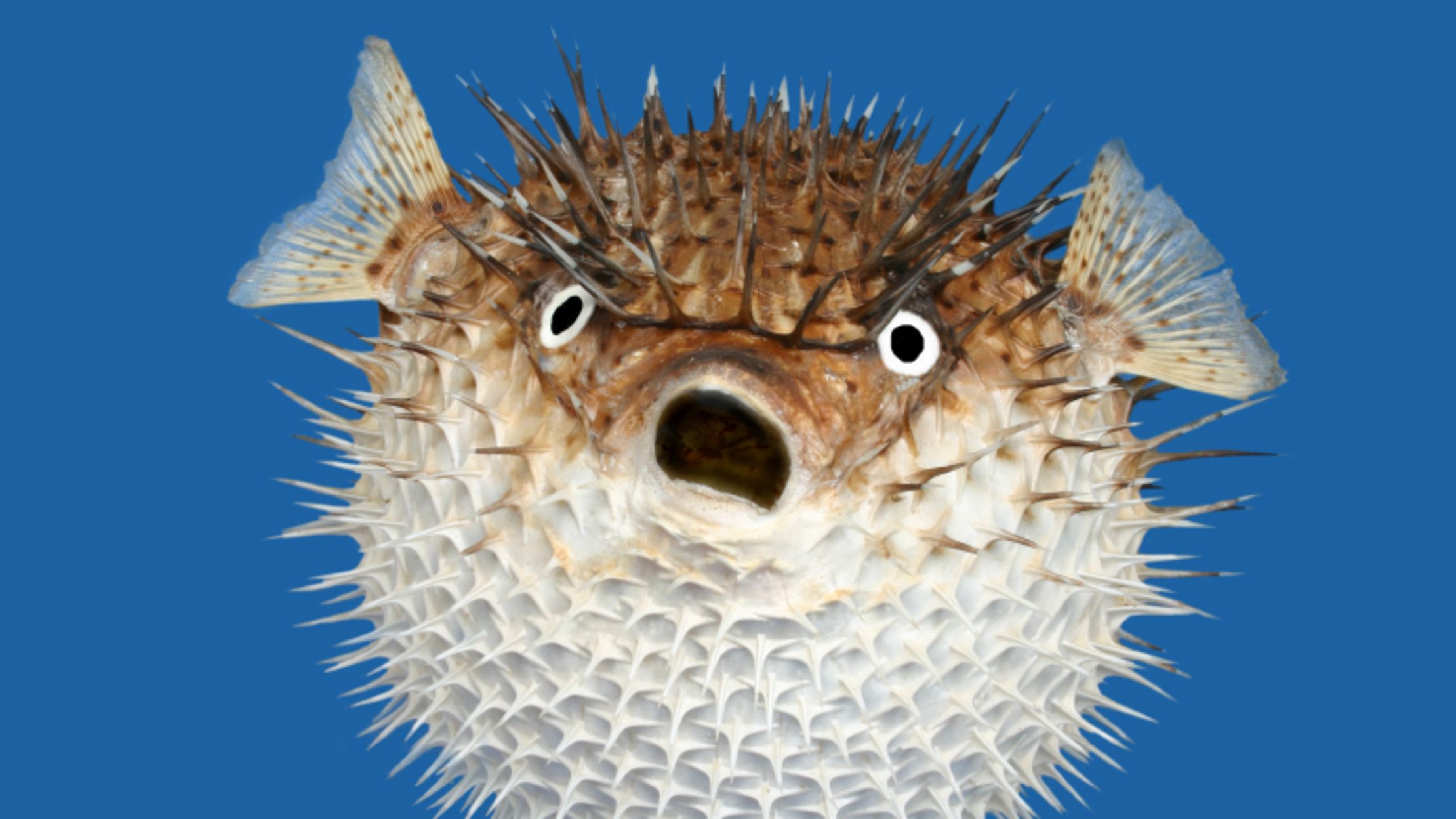 fugu balığı nedir