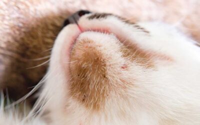 Kedi Aknesi Neden Olur? Kedi Aknesi Nasıl Geçer?