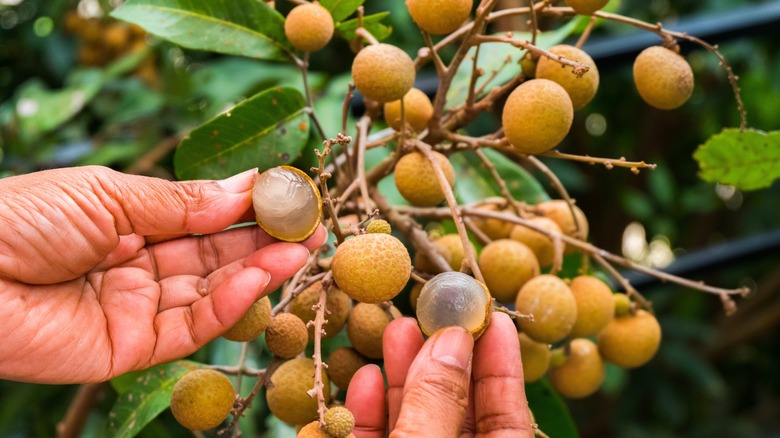 longan meyvesi