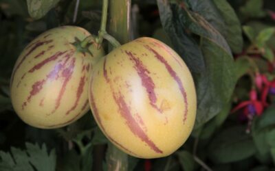 Pepino Nasıl Yenir?