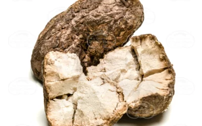 Fu Ling Nedir? Poria Cocos Mantarı