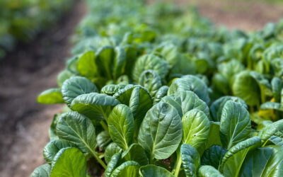 Tatsoi Nedir?