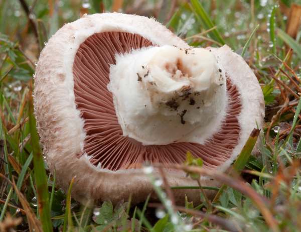 Agaricus campestris kızaran çayır mantarı