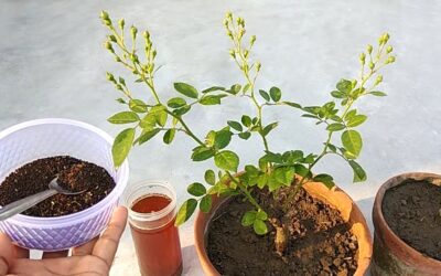 Çiçeğin Dibine Çay Dökmek Ne İşe Yarar?