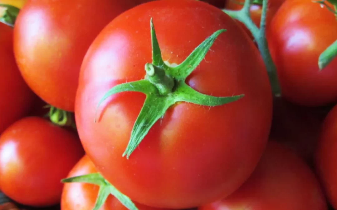 Domates Kan Yapar mı