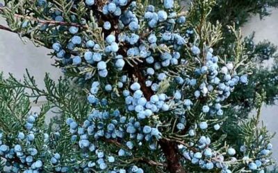 Eastern Red Cedar Berries, Cedar Berries Nedir?