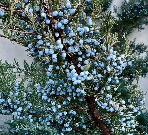 Eastern Red Cedar Berries