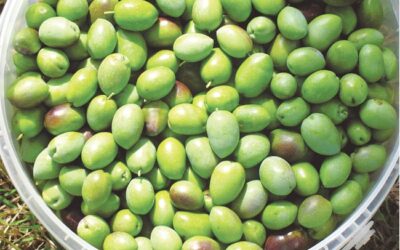Kırma Zeytin Tarifi: Ev Yapımı