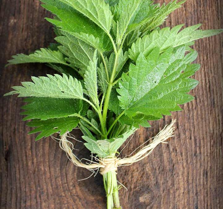 Isırgan Otu Kürü: Doğanın Gücü