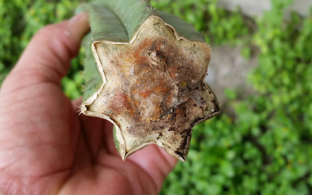 Kaktüs Kesip Tarçın Dökmek