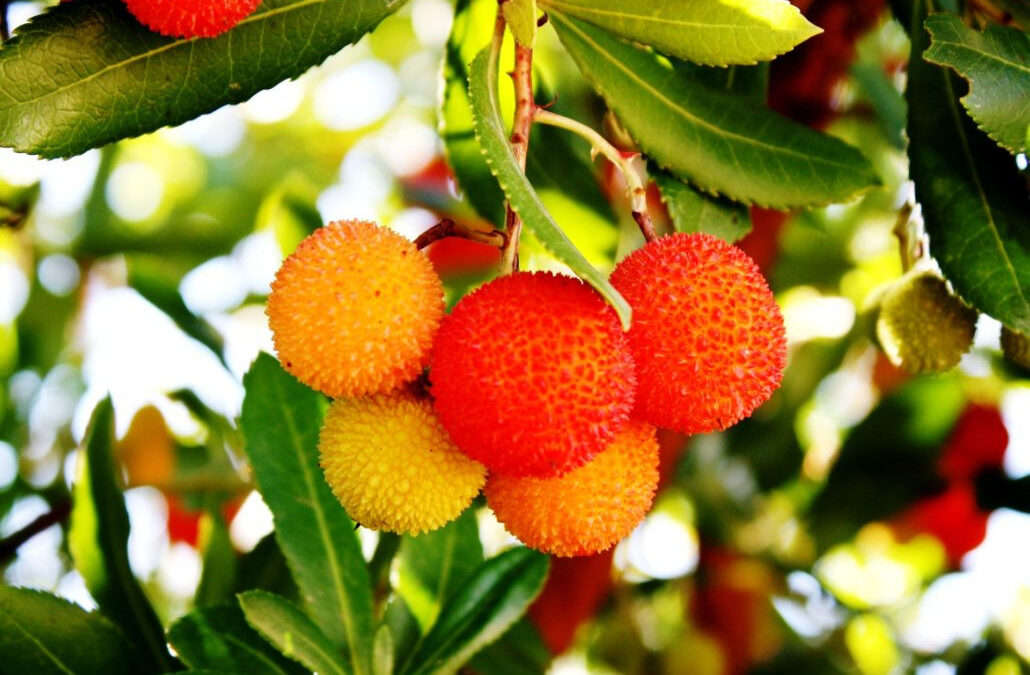 Koca Yemiş Meyvesi Faydaları ve Zararları (Arbutus Unedo)