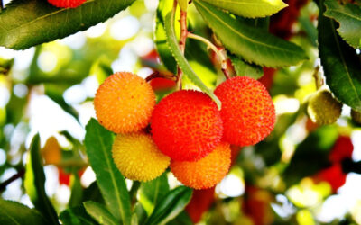 Koca Yemiş Meyvesi Faydaları ve Zararları (Arbutus Unedo)