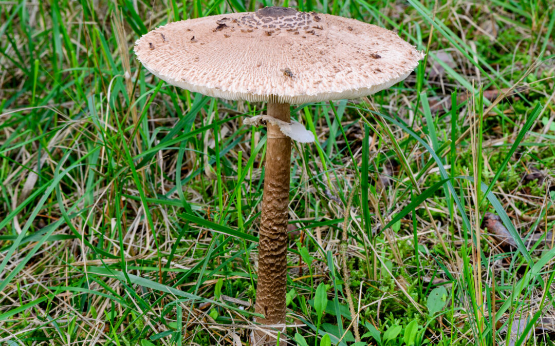 Kızaran Şemsiye Mantarı