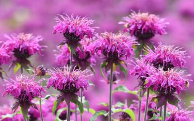 Monarda Bitkisi Özellikleri, Monarda Yağı