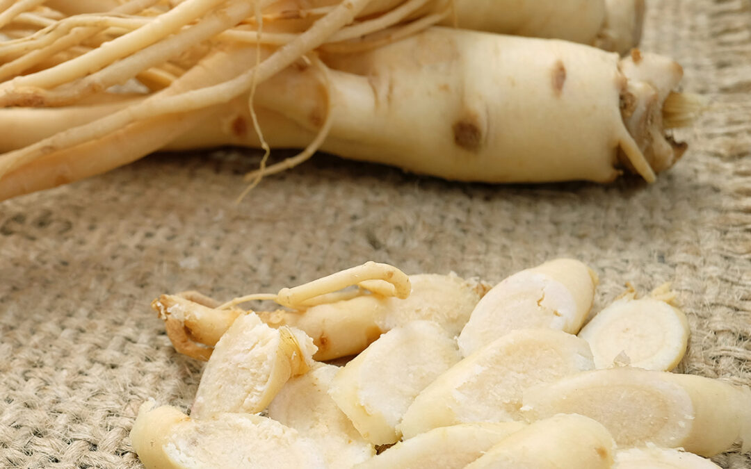 Panax ginseng faydaları