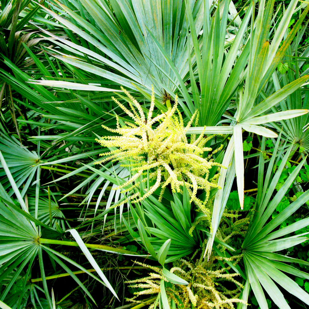 Saw Palmetto Nedir?