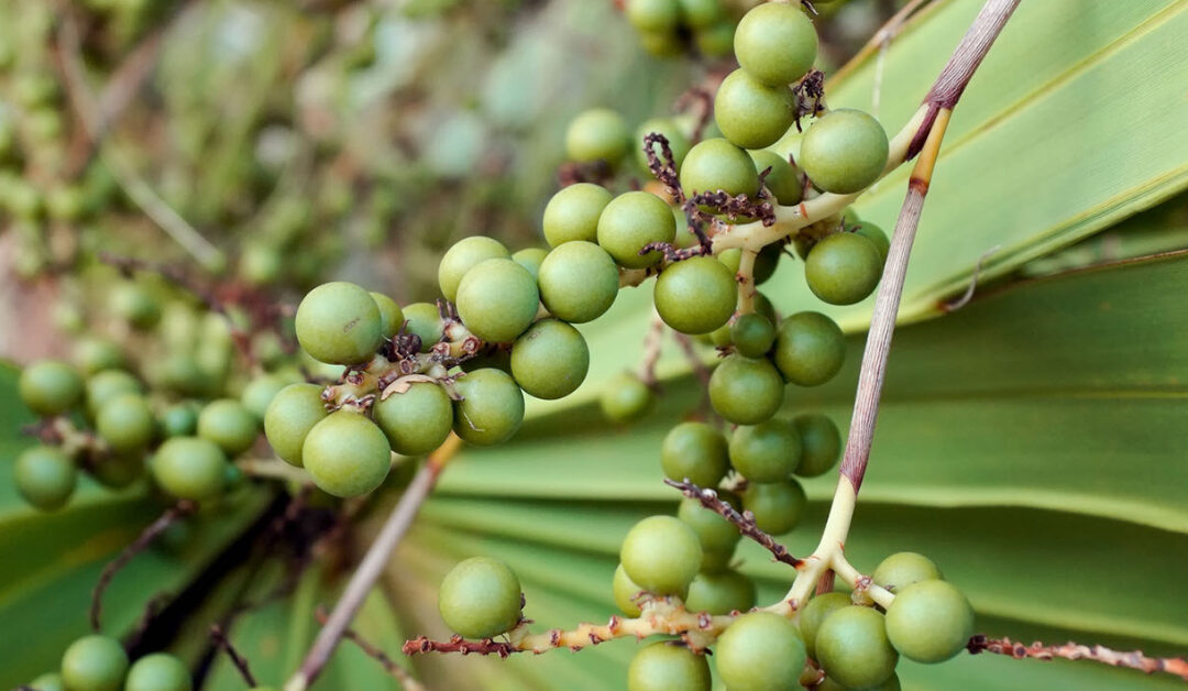 Saw palmetto berries ne işe yarar