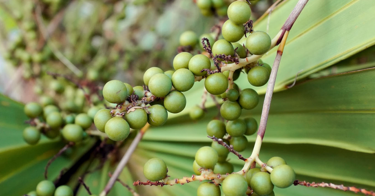 Saw palmetto berries ne işe yarar