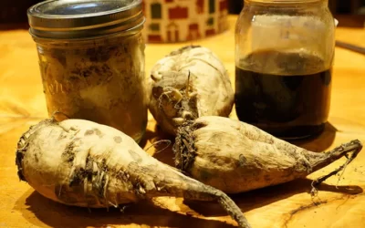 Şeker Pancarı Nasıl Yenir? Faydaları