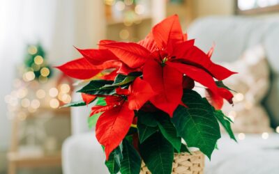 Atatürk Çiçeği Bakımı İçin İpuçları (Poinsettia)