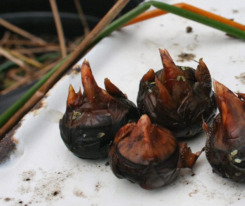 Çin Su Kestanesi faydaları